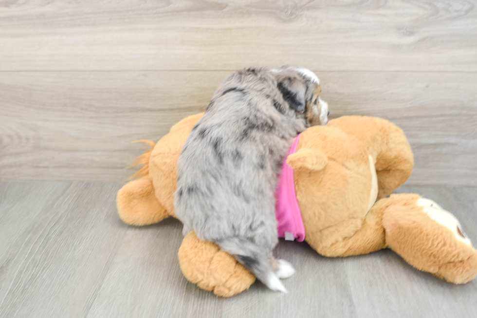 Funny Aussiechon Designer Pup