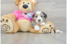 Aussiechon Pup Being Cute