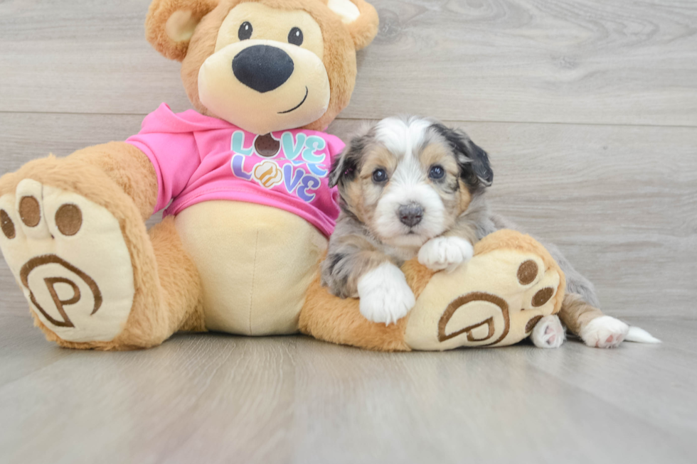 Aussiechon Pup Being Cute