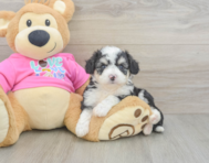 7 week old Aussiechon Puppy For Sale - Lone Star Pups