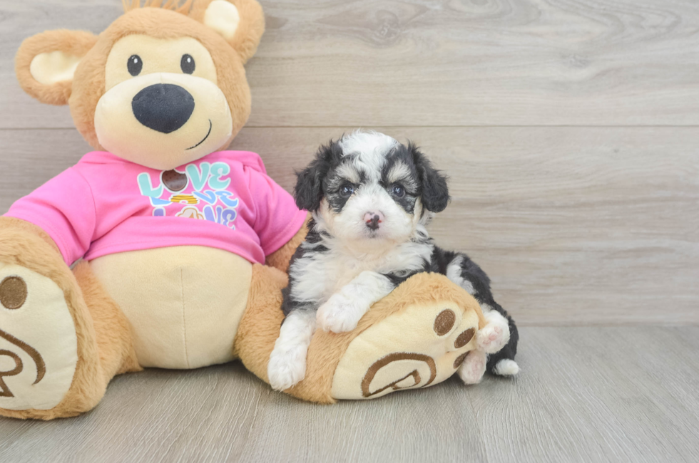 5 week old Aussiechon Puppy For Sale - Lone Star Pups