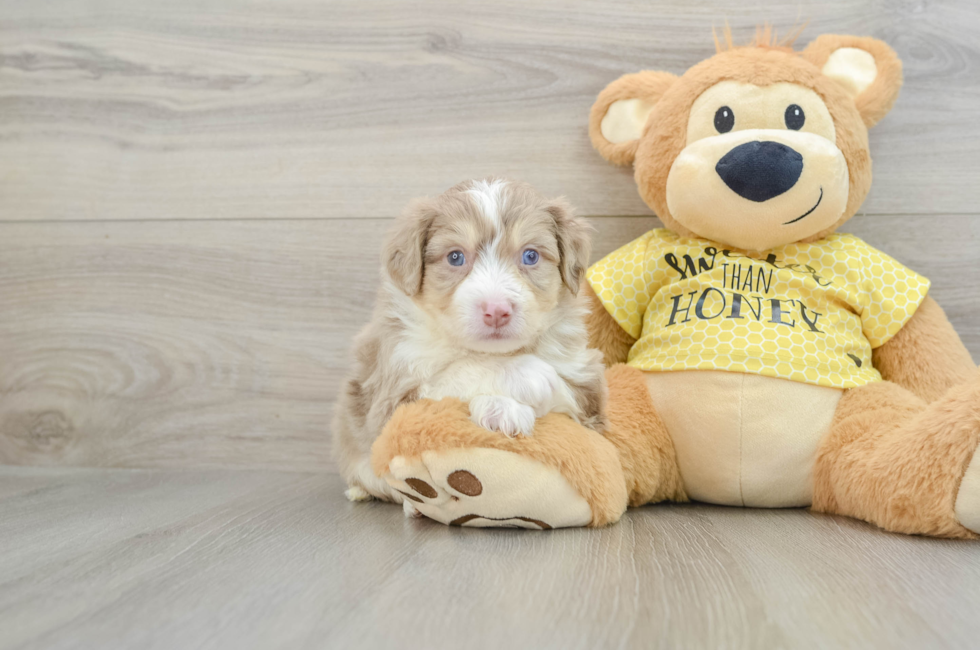 5 week old Aussiechon Puppy For Sale - Lone Star Pups