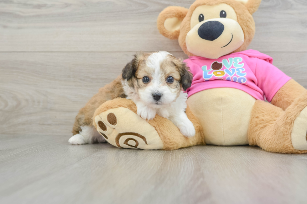 5 week old Aussiechon Puppy For Sale - Lone Star Pups