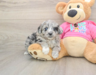 6 week old Aussiechon Puppy For Sale - Lone Star Pups