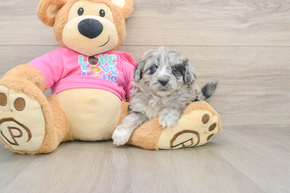 Energetic Aussie Bichon Designer Puppy