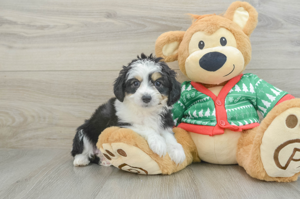 6 week old Aussiechon Puppy For Sale - Lone Star Pups