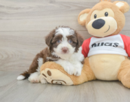 7 week old Aussiechon Puppy For Sale - Lone Star Pups
