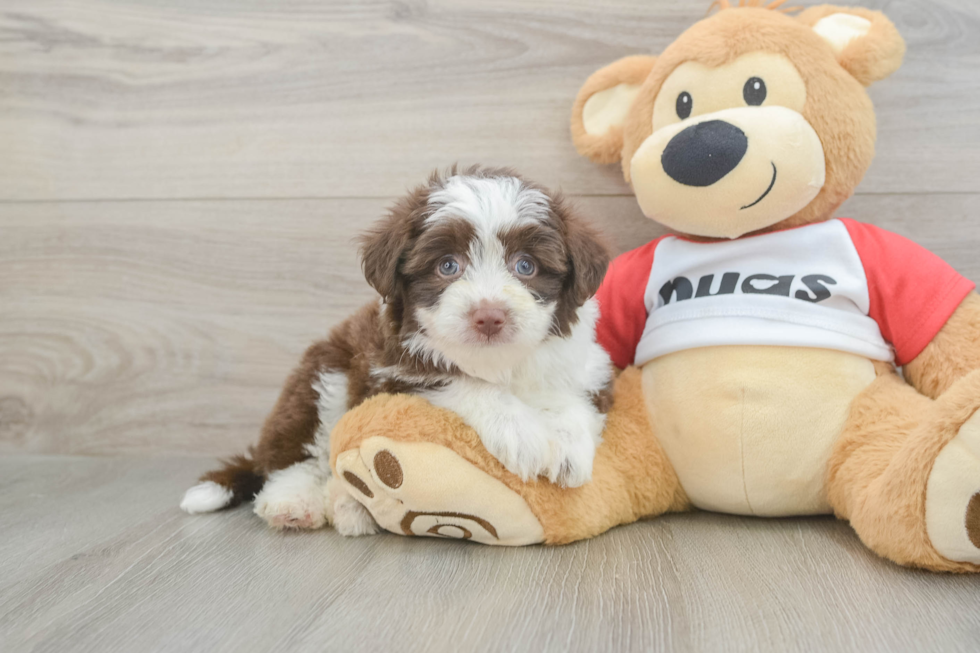 Aussiechon Puppy for Adoption
