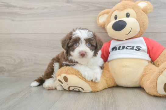 Aussiechon Puppy for Adoption