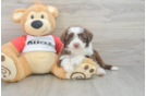Aussiechon Puppy for Adoption