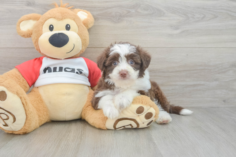 Aussiechon Puppy for Adoption