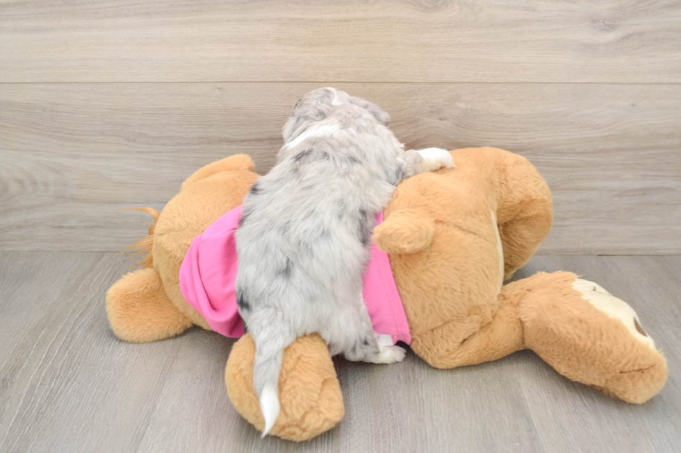 Aussiechon Pup Being Cute