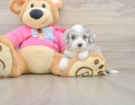 7 week old Aussiechon Puppy For Sale - Lone Star Pups