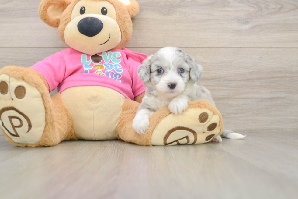 Hypoallergenic Aussie Bichon Designer Puppy