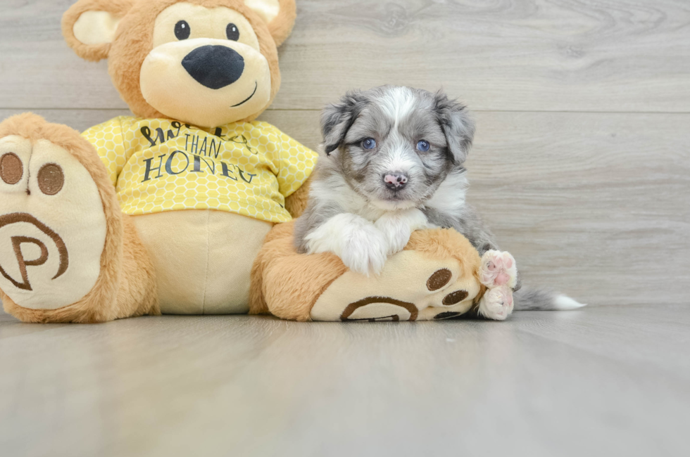 5 week old Aussiechon Puppy For Sale - Lone Star Pups