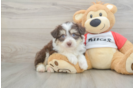 Sweet Aussiechon Baby