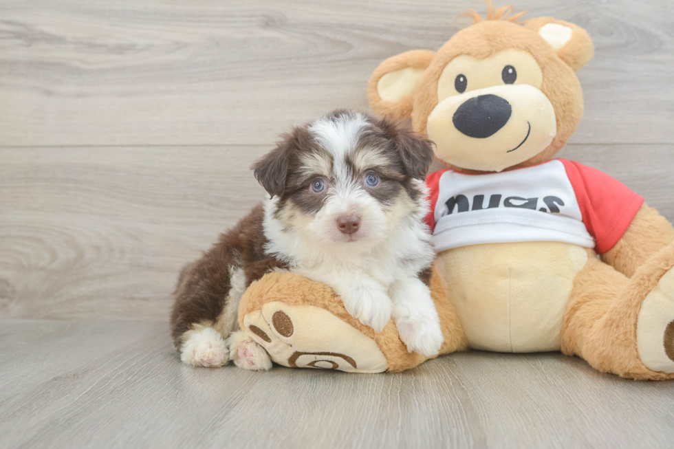 Sweet Aussiechon Baby