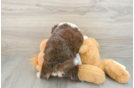 Aussiechon Puppy for Adoption