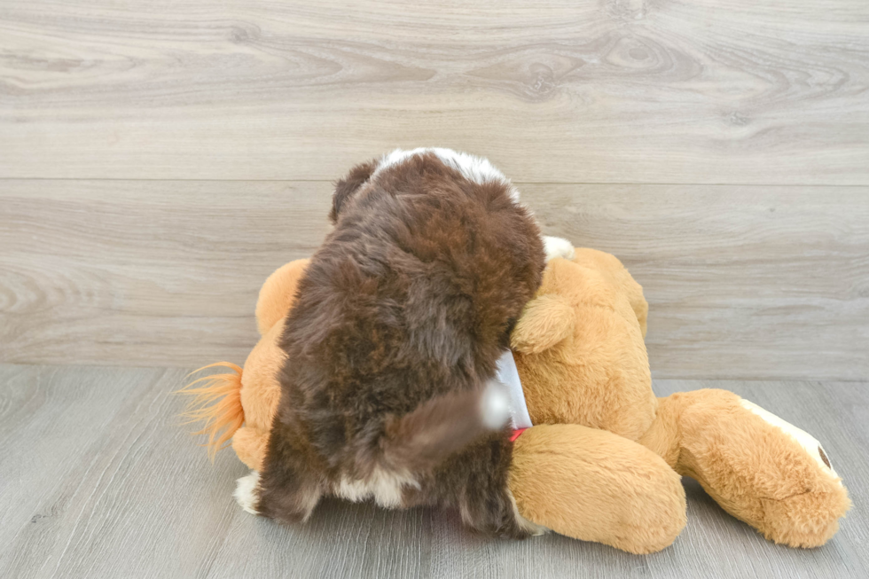 Aussiechon Puppy for Adoption