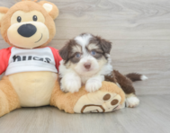 6 week old Aussiechon Puppy For Sale - Lone Star Pups