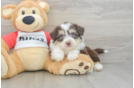 Best Aussiechon Baby