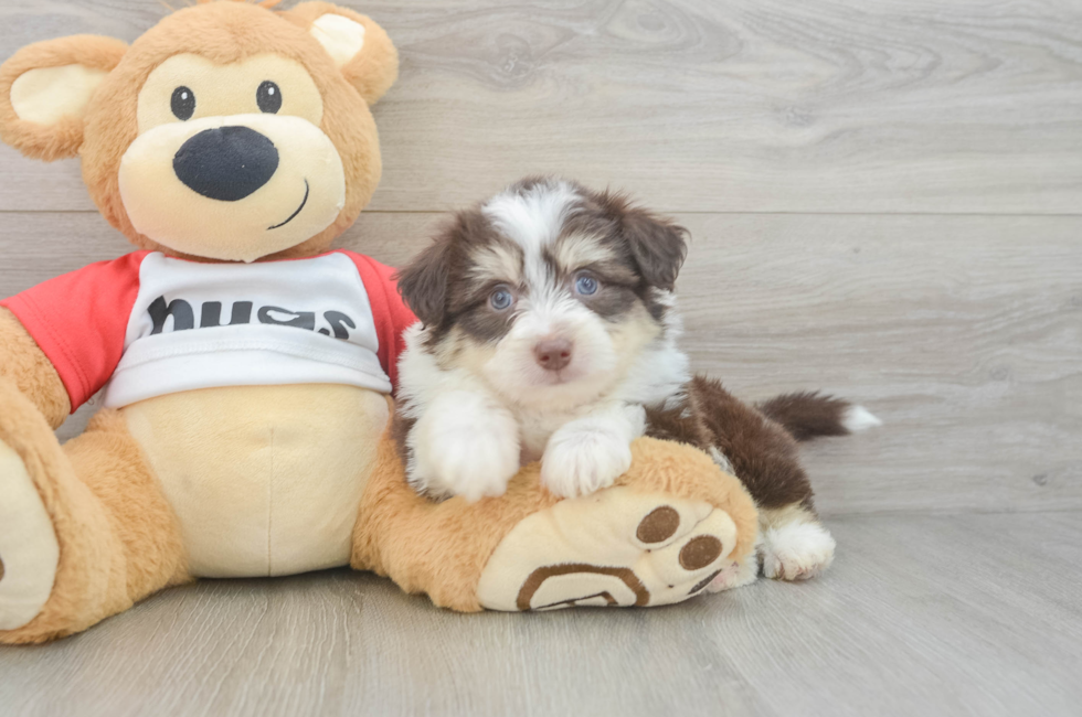 5 week old Aussiechon Puppy For Sale - Lone Star Pups