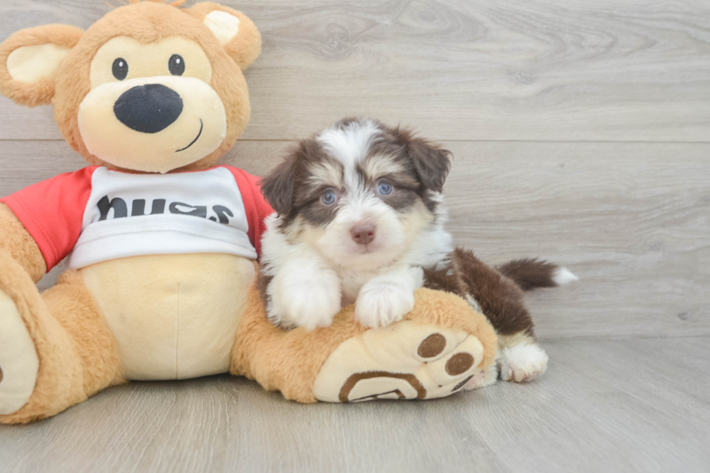 Meet Rocky - our Aussiechon Puppy Photo 3/3 - Lone Star Pups