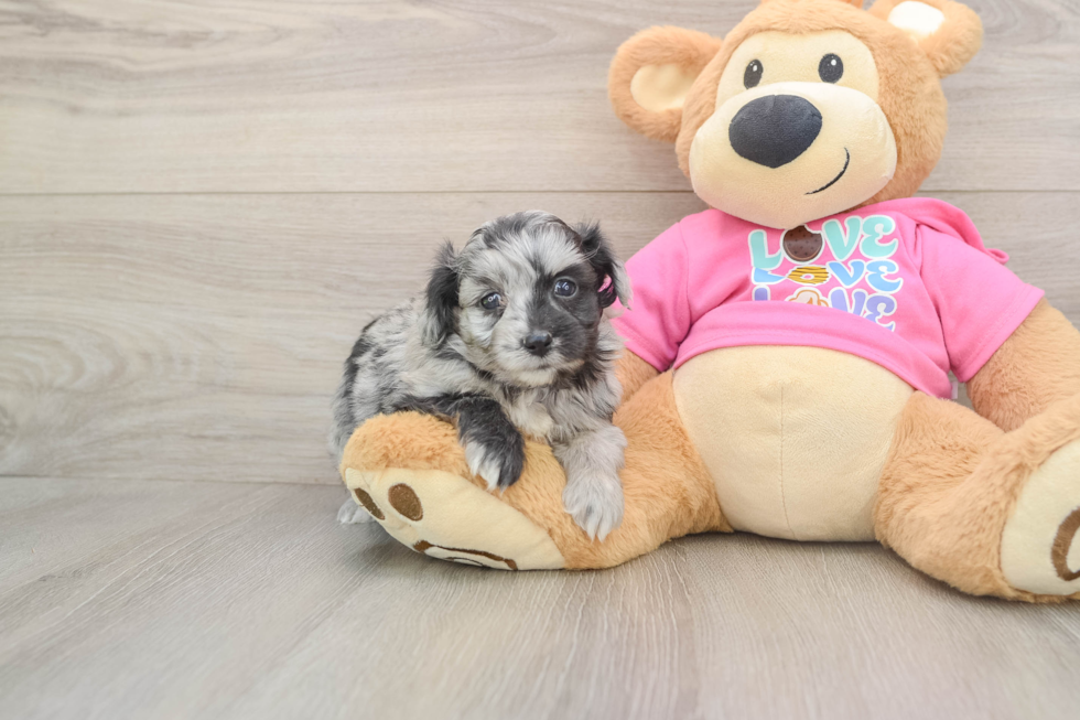 Popular Aussiechon Designer Pup