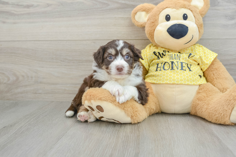 5 week old Aussiechon Puppy For Sale - Lone Star Pups