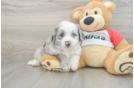 Little Aussie Bichon Designer Puppy