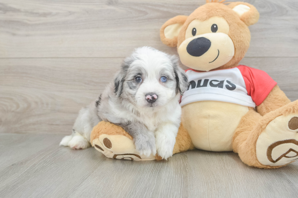 Little Aussie Bichon Designer Puppy