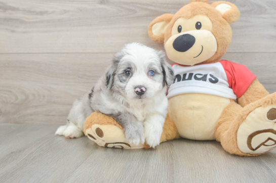 Little Aussie Bichon Designer Puppy
