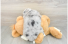 Aussiechon Pup Being Cute