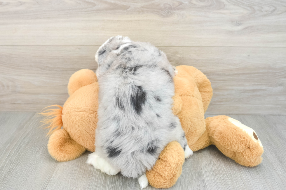 Aussiechon Pup Being Cute