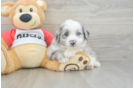 Hypoallergenic Aussie Bichon Designer Puppy