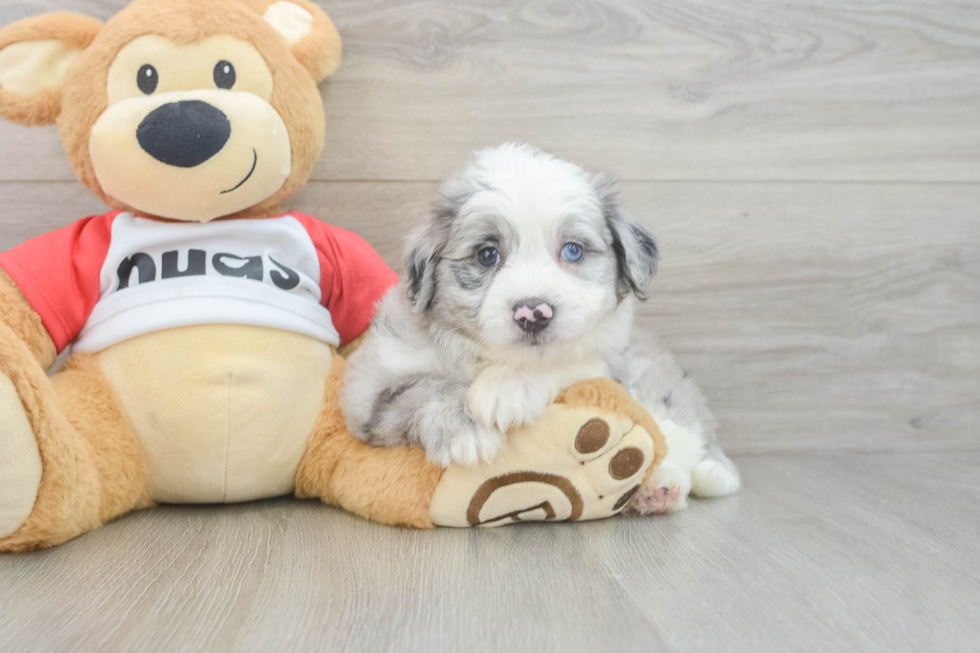 Hypoallergenic Aussie Bichon Designer Puppy