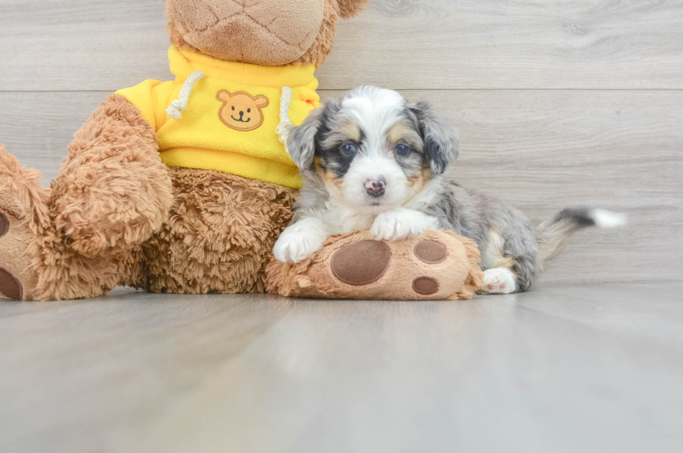 5 week old Aussiechon Puppy For Sale - Lone Star Pups