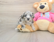 6 week old Aussiechon Puppy For Sale - Lone Star Pups