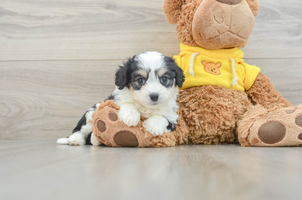 7 week old Aussiechon Puppy For Sale - Lone Star Pups