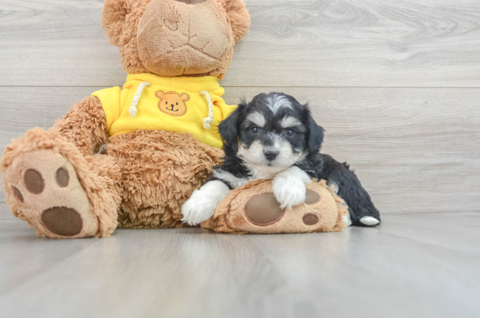 9 week old Aussiechon Puppy For Sale - Lone Star Pups