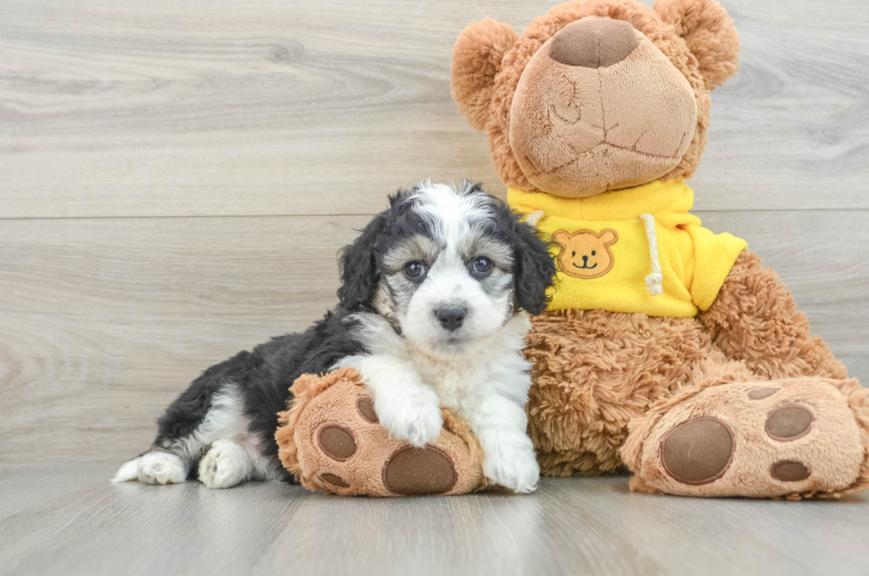 8 week old Aussiechon Puppy For Sale - Lone Star Pups