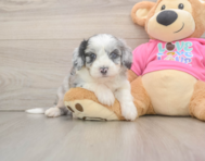 7 week old Aussiechon Puppy For Sale - Lone Star Pups