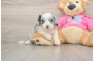 Aussiechon Puppy for Adoption
