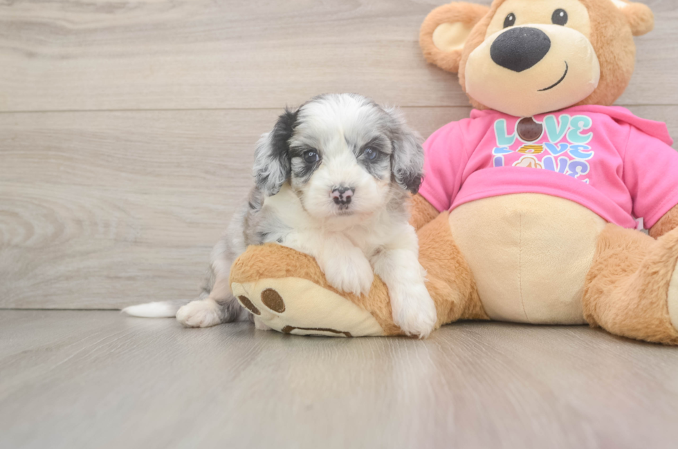 5 week old Aussiechon Puppy For Sale - Lone Star Pups