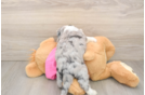 Aussiechon Puppy for Adoption