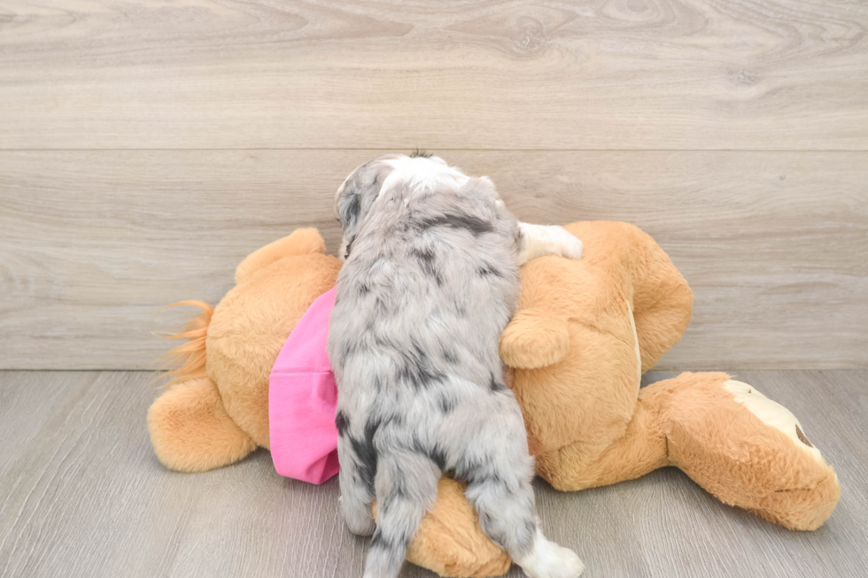 Aussiechon Puppy for Adoption