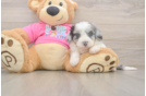 Best Aussiechon Baby