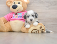 7 week old Aussiechon Puppy For Sale - Lone Star Pups