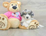 6 week old Aussiechon Puppy For Sale - Lone Star Pups