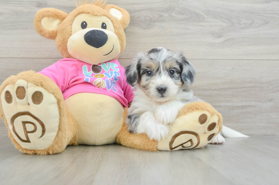 8 week old Aussiechon Puppy For Sale - Lone Star Pups